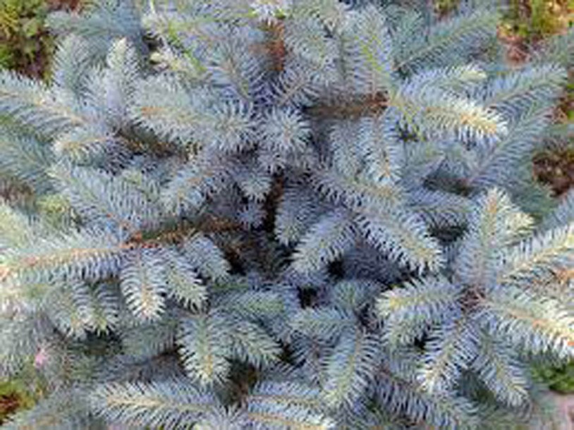 5975-abies nordmanniana-allgau